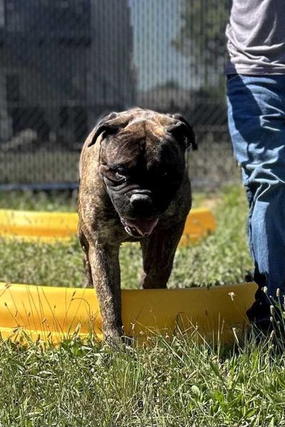 daycare at fetching friedas